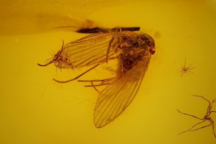 Fossil Moth Fly (Psychodidae) In Baltic Amber #128293